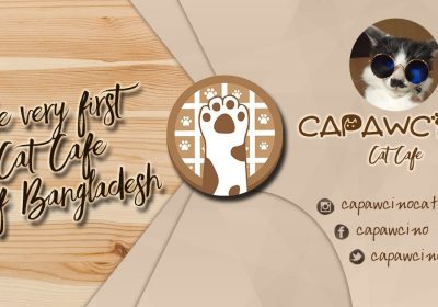 Capawcino Cat Cafe